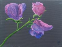 Lathyrus