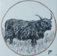 Hooglander Stier